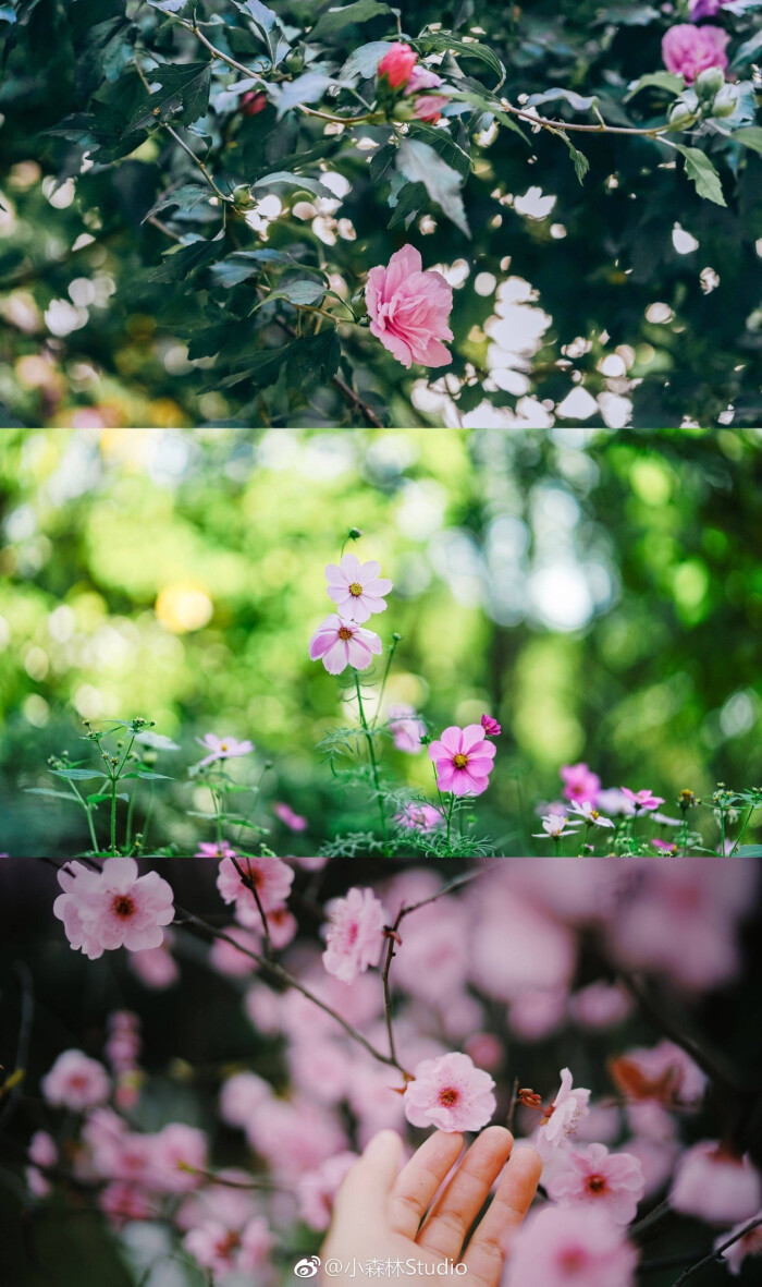 花开花落,云卷云舒