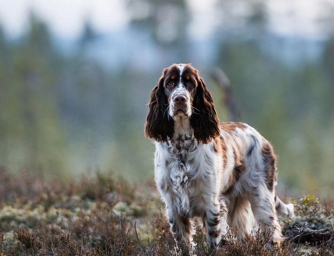 英国史宾格犬(英国跳猎犬)