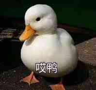  瑶爵>日更表情包 2>或傻屌 或可爱