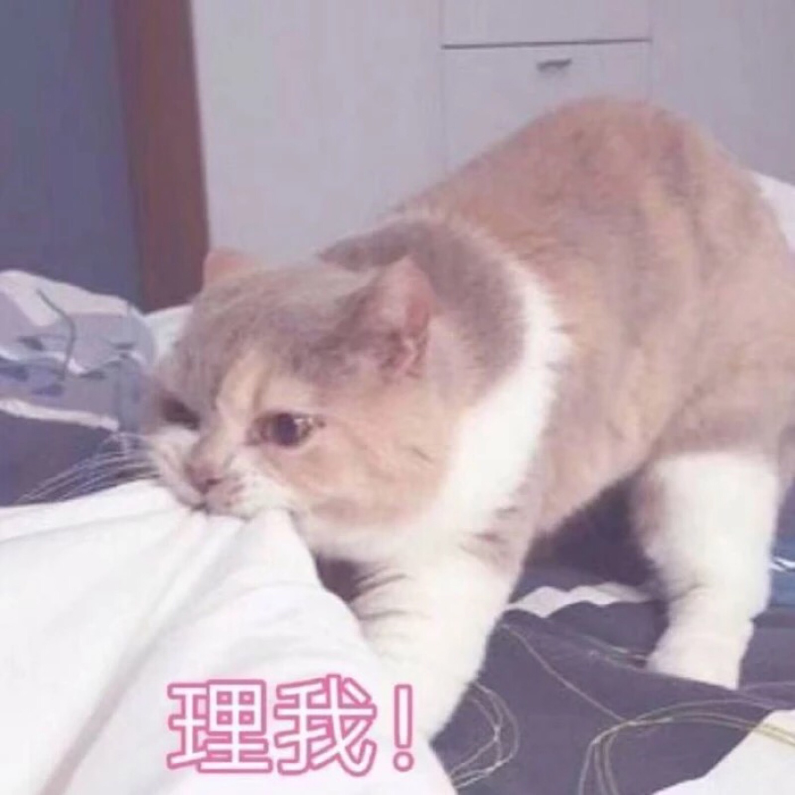 可爱猫咪表情包