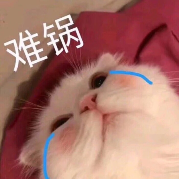 可爱猫咪表情包