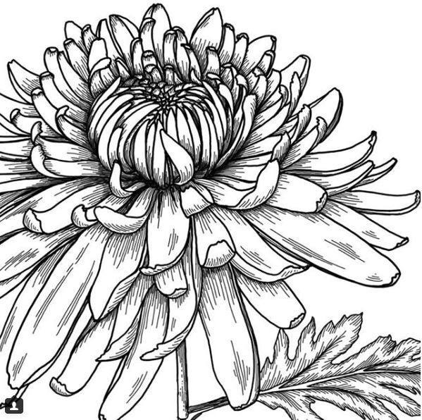 简单易学的线描插画