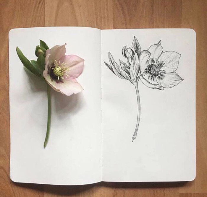 花朵～写生黑白线描