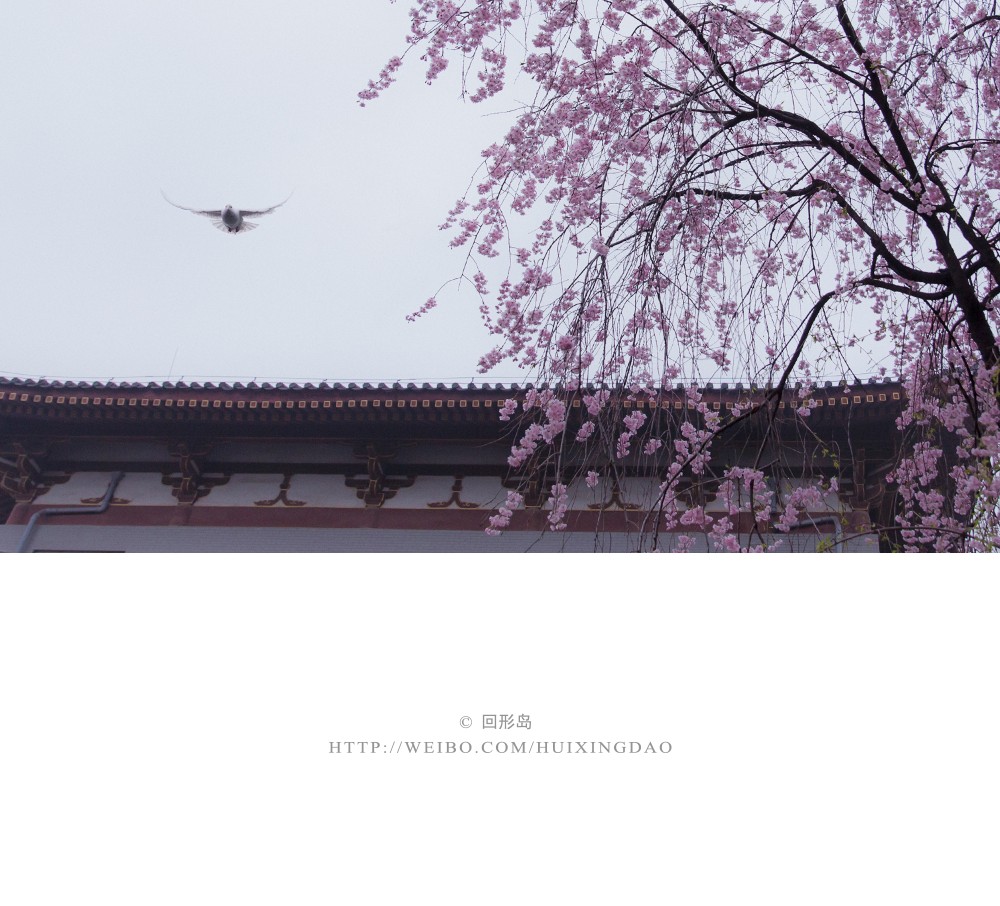 宠辱不惊,闲看庭前花开花落.