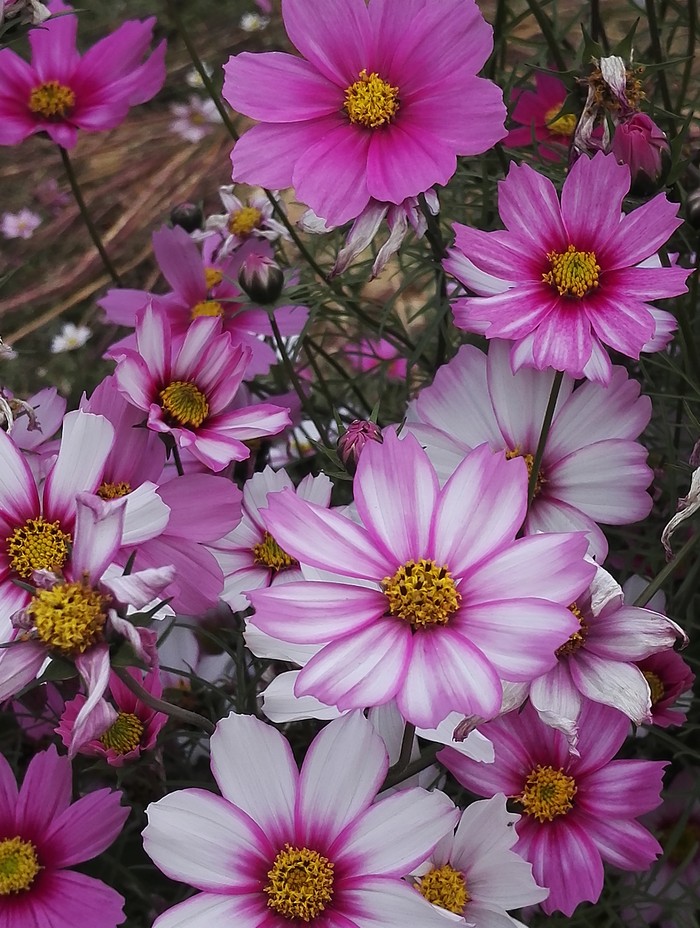 山花烂漫时