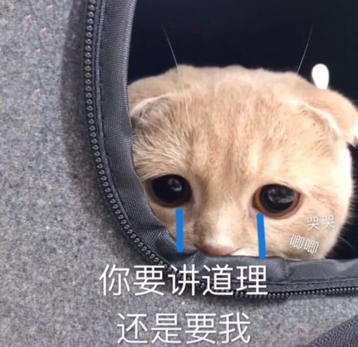 猫咪表情包嘻嘻 我也想上个推荐呀呀呀
