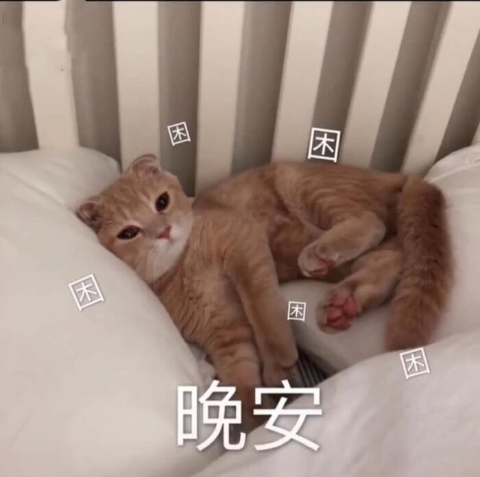 猫咪表情包嘻嘻 我也想上个推荐呀呀呀