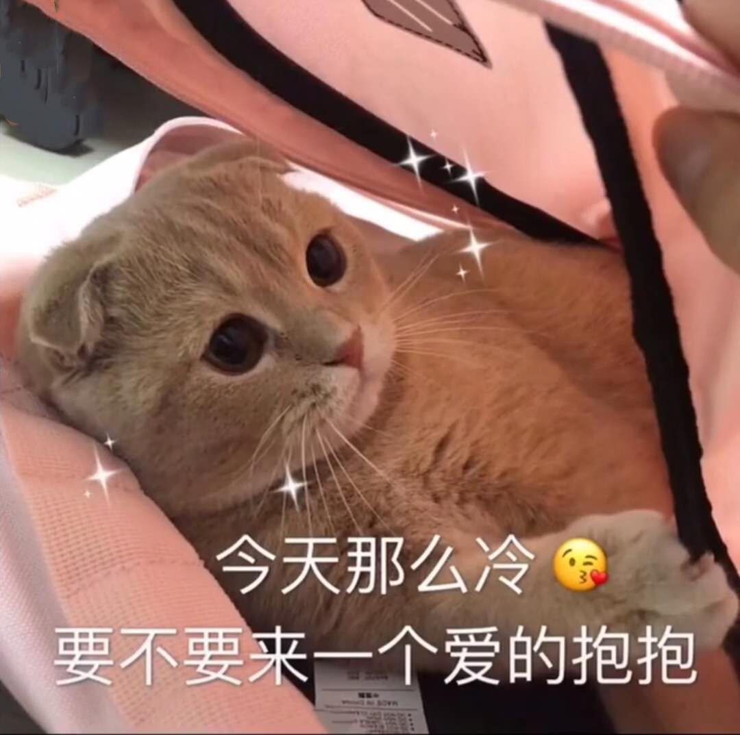 猫咪表情包太可爱了吧 我也想上推荐呀呀呀