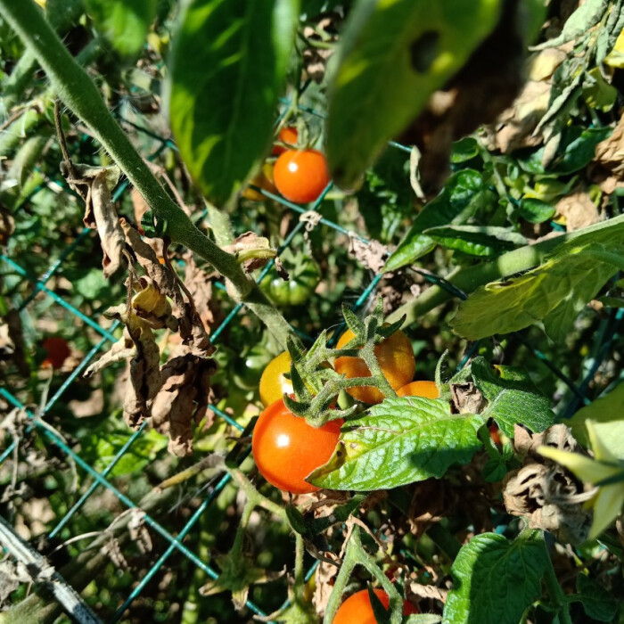 野生小番茄