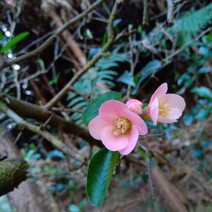 酸木瓜の花