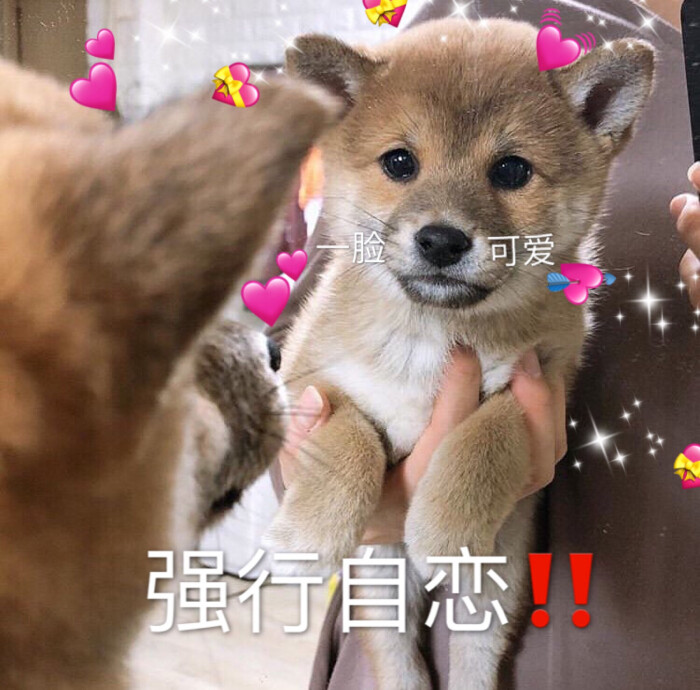 超可爱柴犬表情包