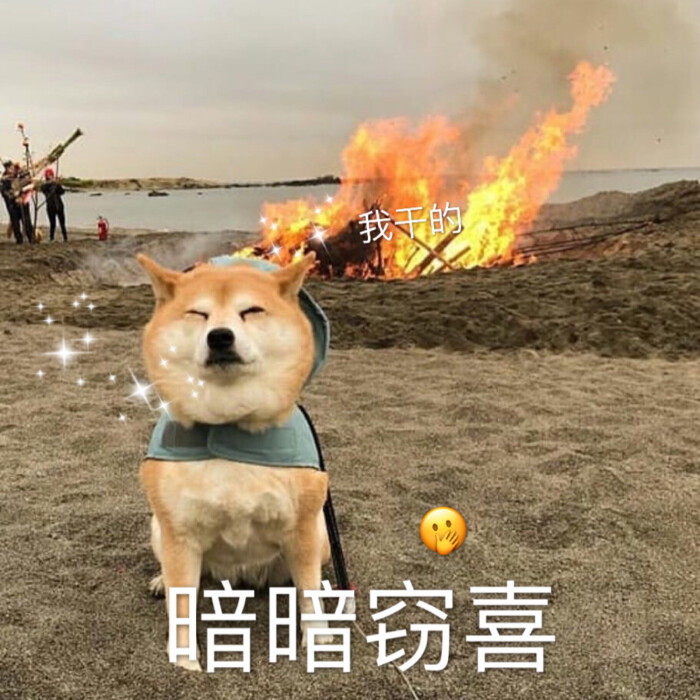 超可爱柴犬表情包