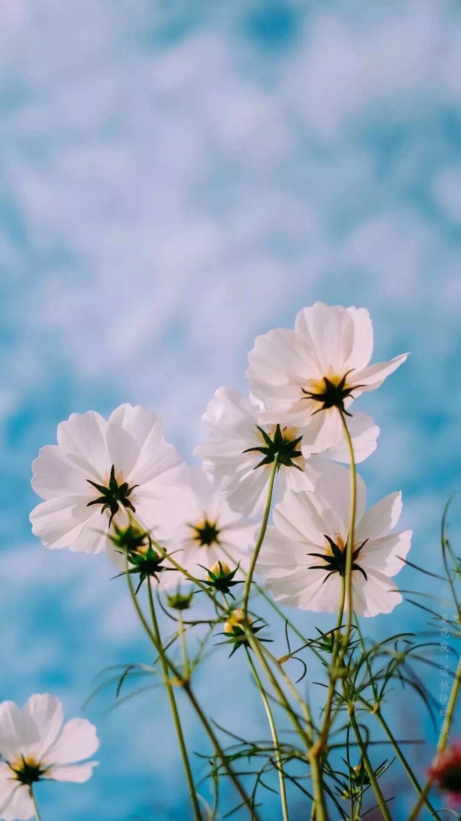 苹果壁纸,风景