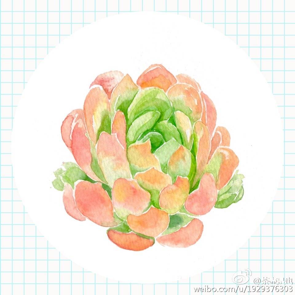 植物 花卉 多肉 手帐素材 插画 手绘 水彩 彩绘 板绘 动漫 头像 壁纸