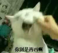 一条小团团ovo