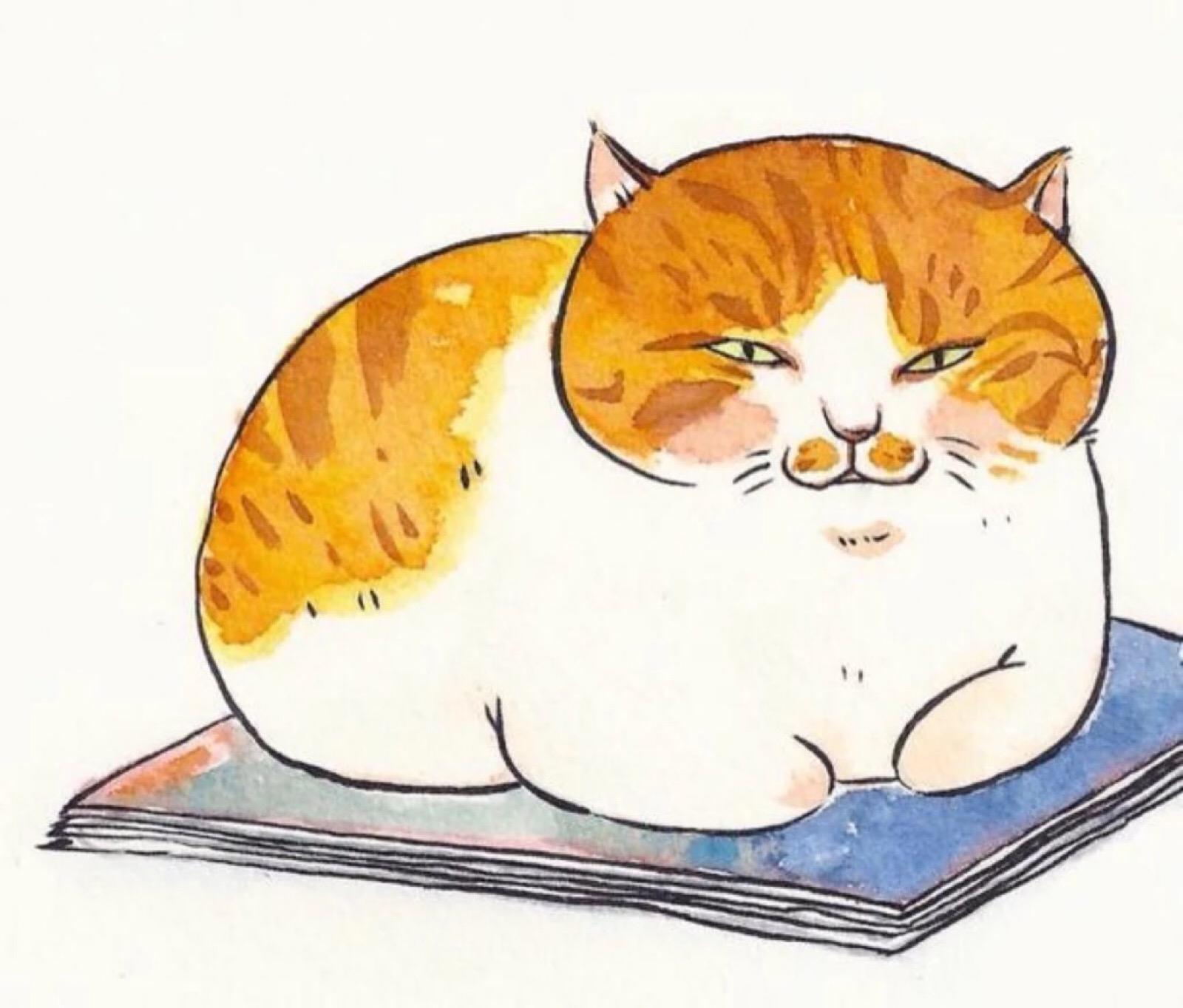猫肥家润