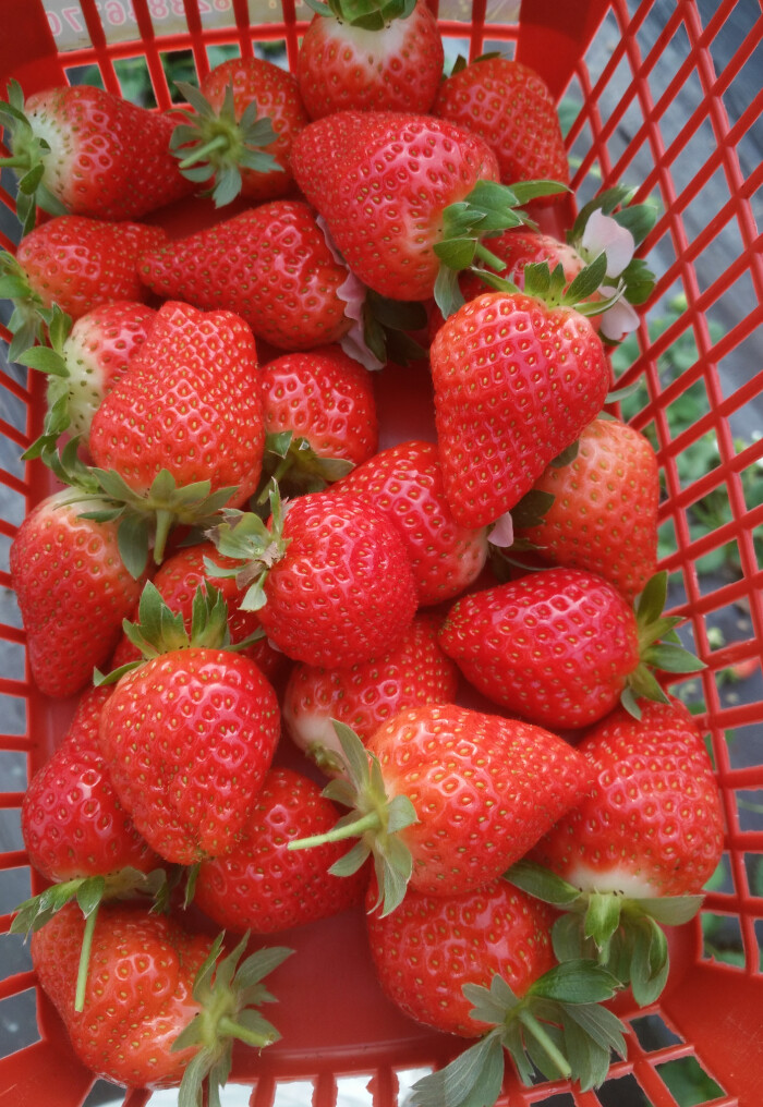 草莓莓