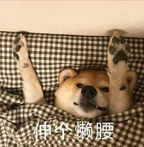 柴犬表情包