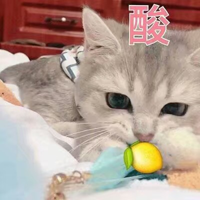 猫咪头像 表情包