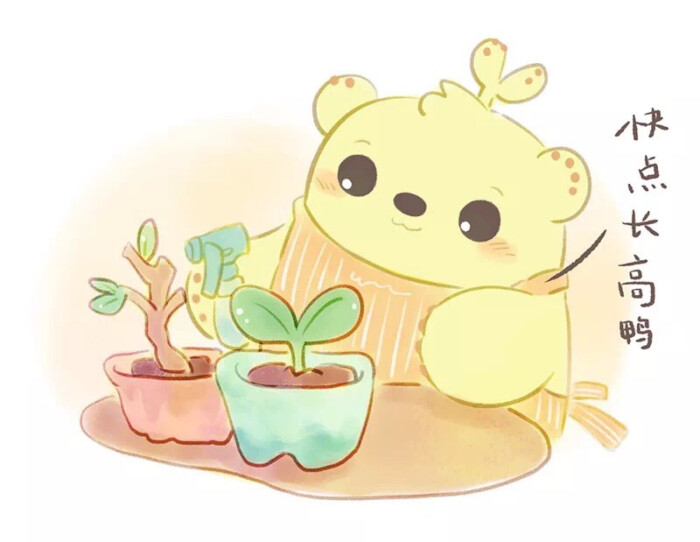 熊童子 