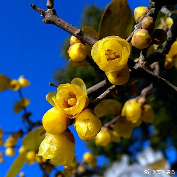 磬口梅,花瓣较圆,色深黄,按花心颜色分为荤心和素心两种,荤心中,香气