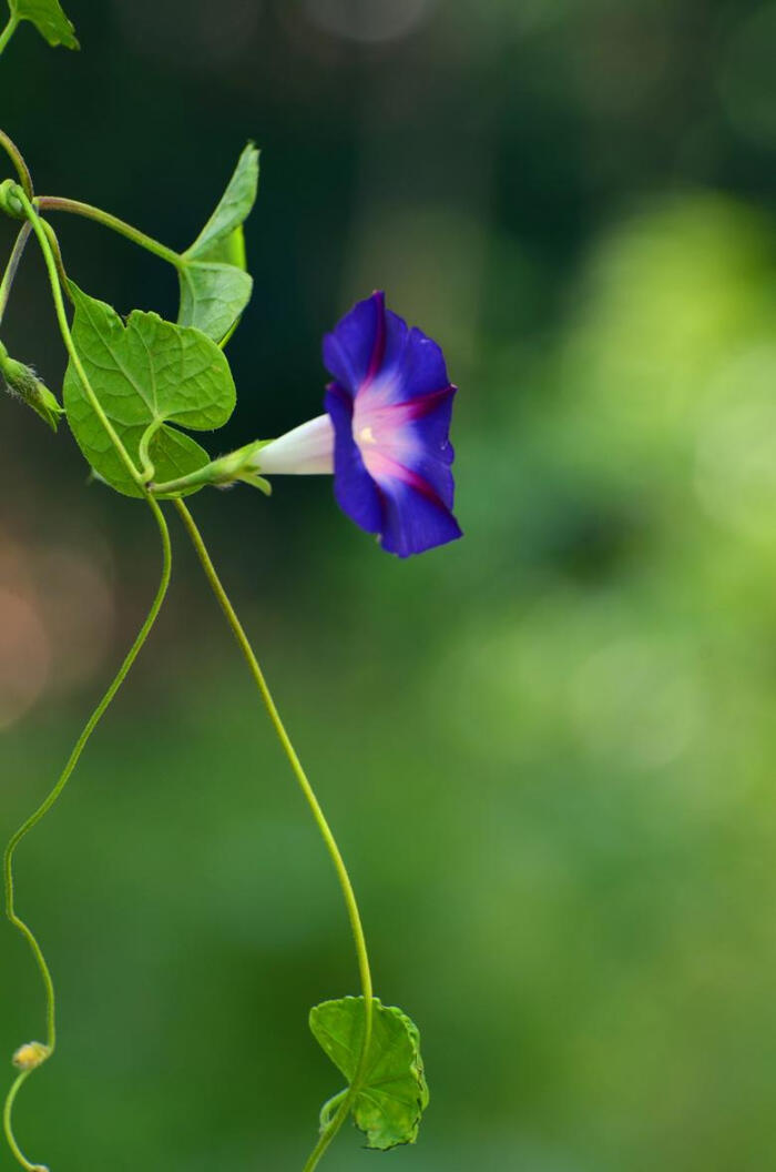 牵牛花