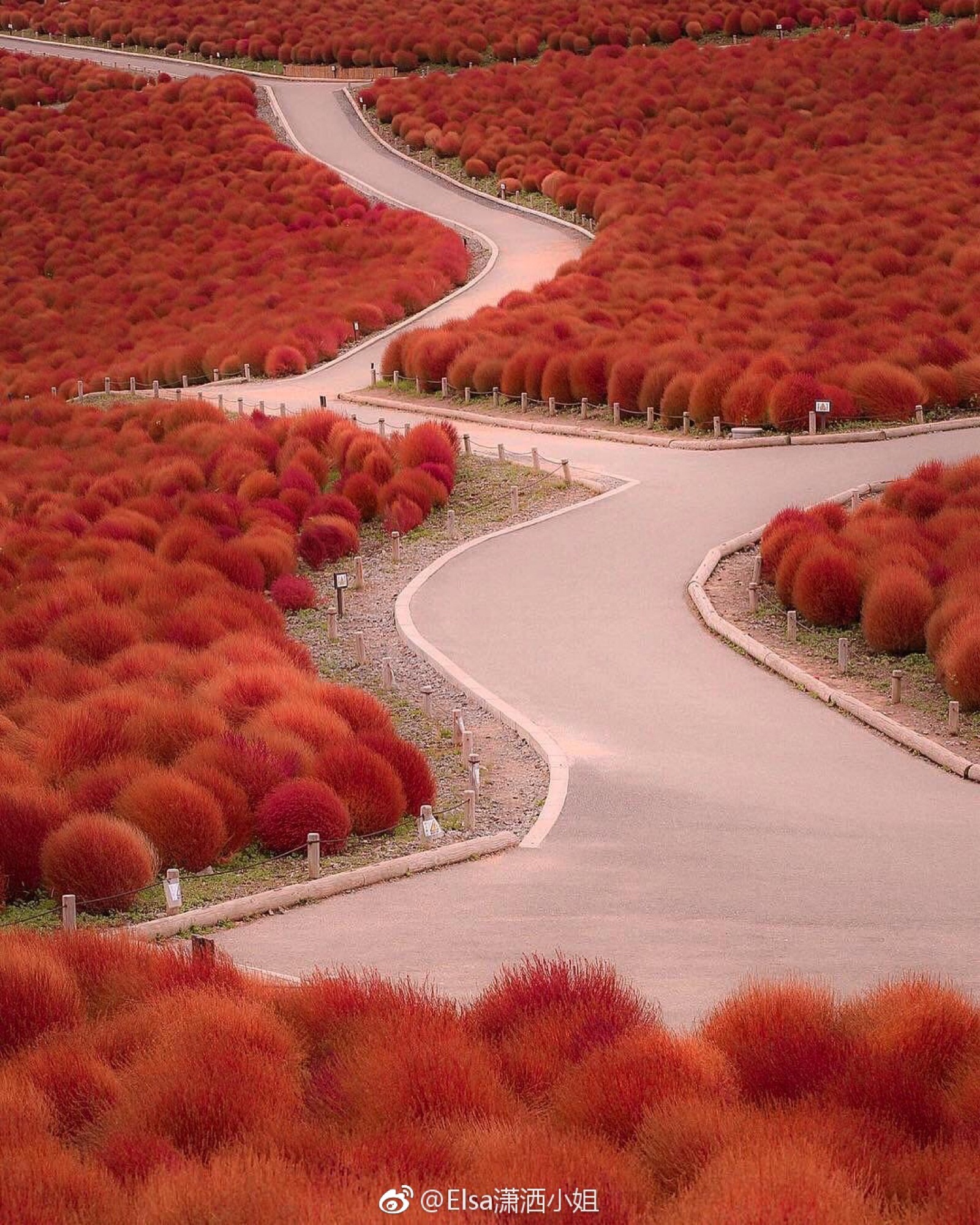 这条桔红色的路呀,很仙很梦幻很森系