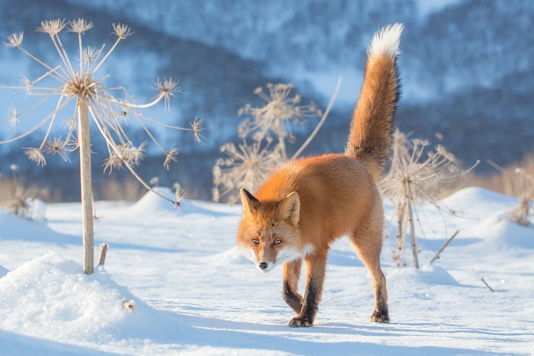 [cp]#狐狸#尾巴翘的像天线,ins摄影师ratbud镜头下的俄罗斯狐狸 [/cp]