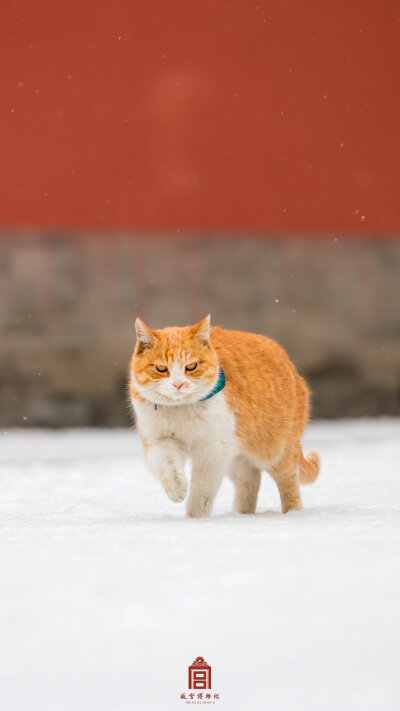 橘猫凑趣足印踏,傲然此花略显肥" 照片取自@故宫博物院