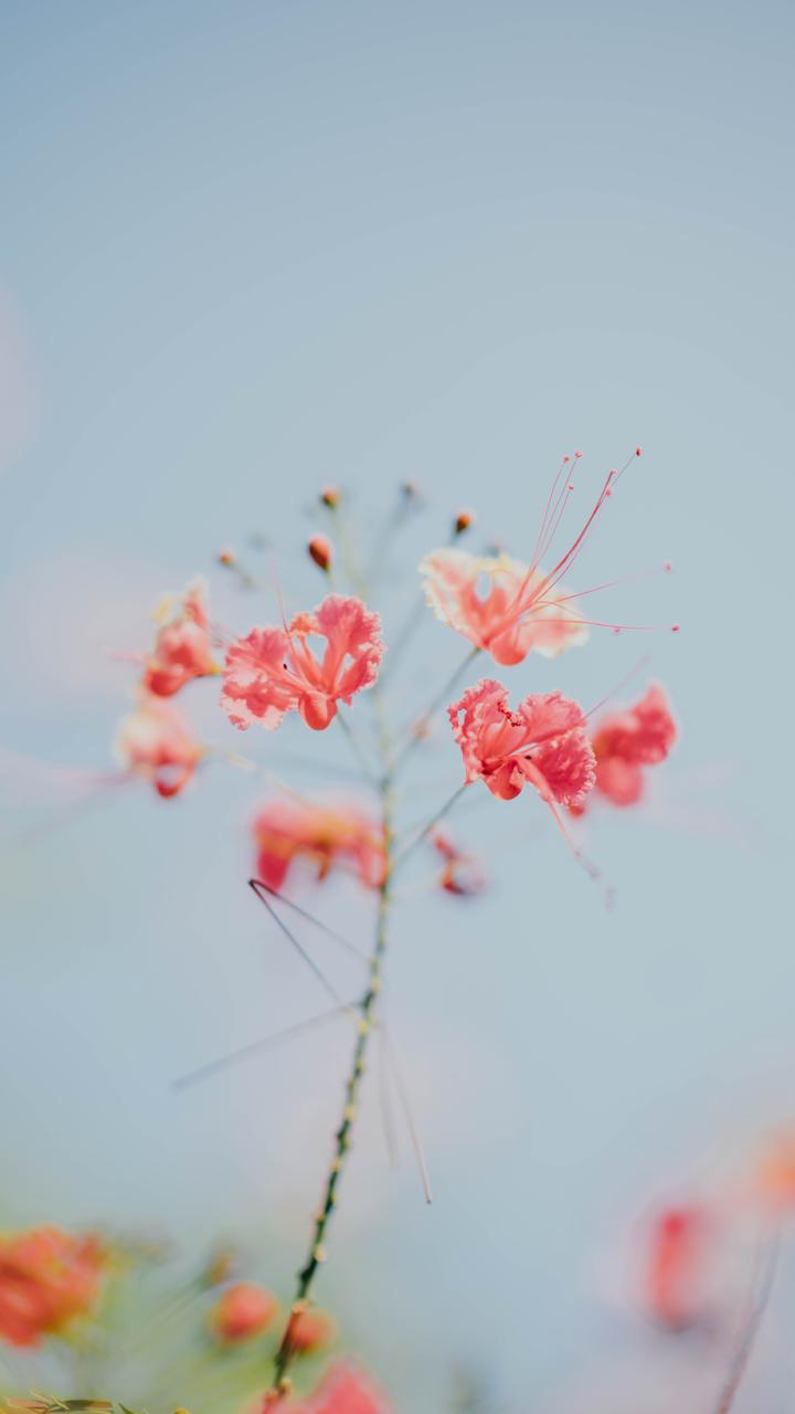 鲜花 插花 捧花 花艺 清新 摄影 绿植 淡雅 自然 壁纸 锁屏 屏保 高清