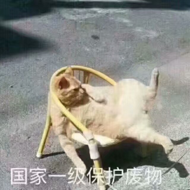 表情包,搞笑,可爱,撒娇,卖萌,动物,小朋友,各种表情包