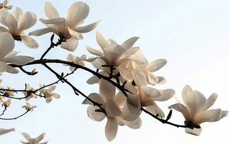 白玉兰 