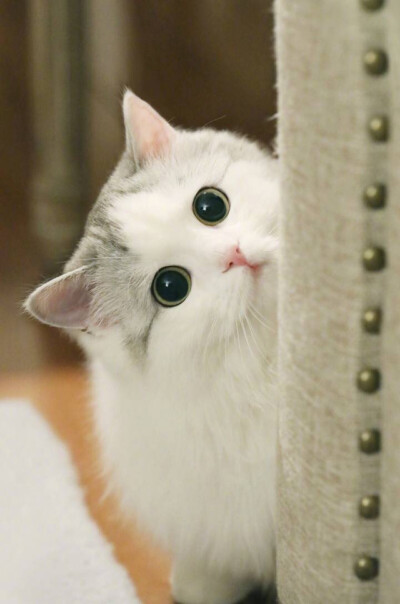 猫咪,壁纸,高清,全屏