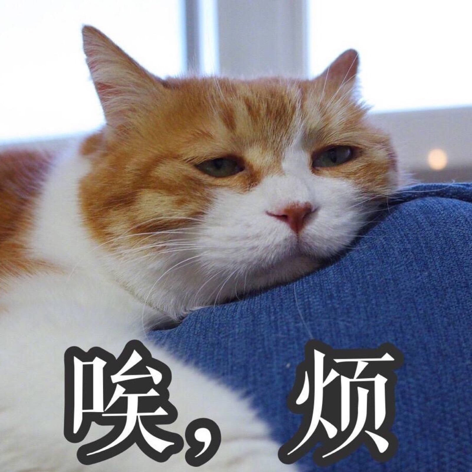 【表情包】猫猫/狗狗