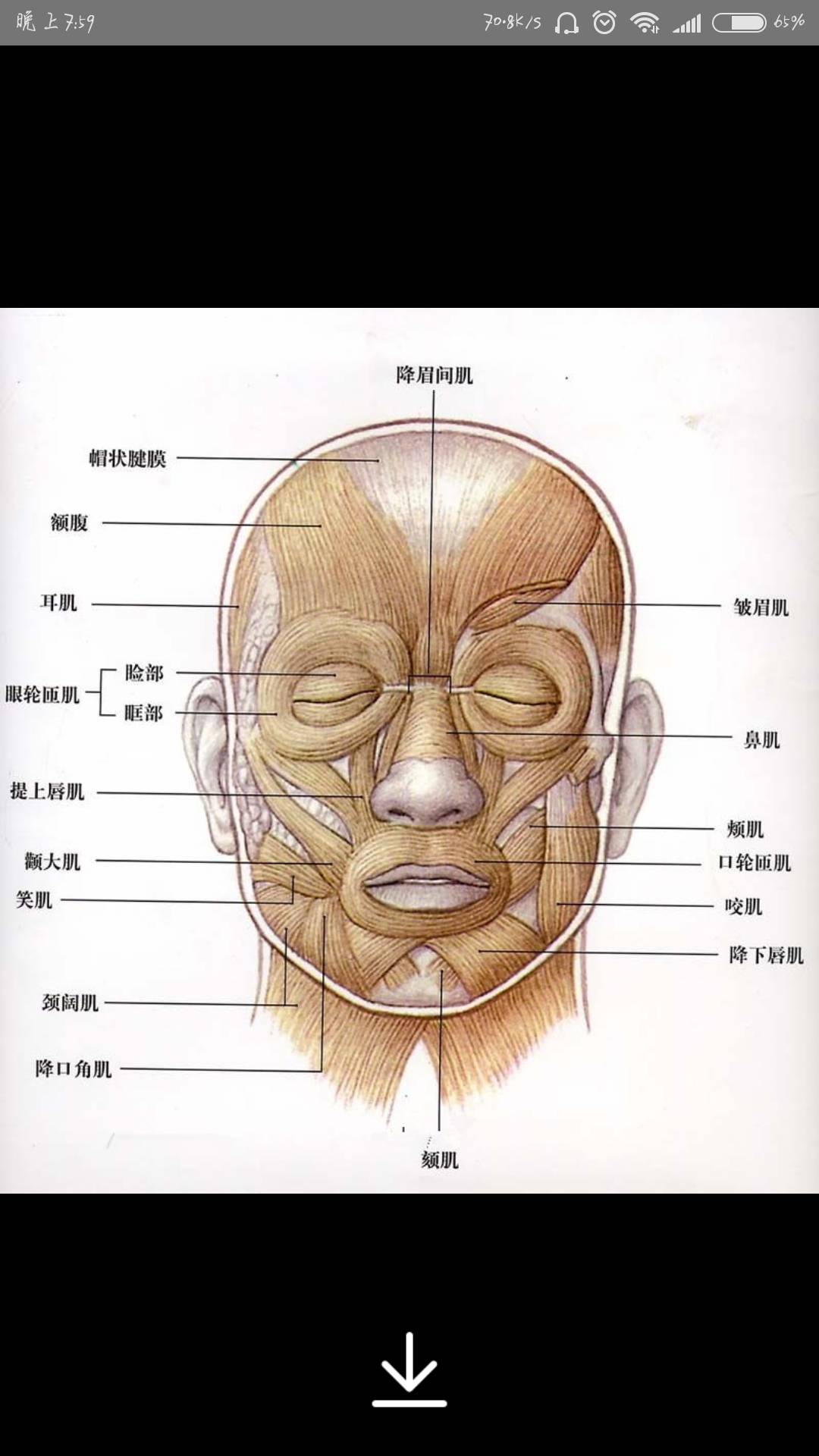 面部结构