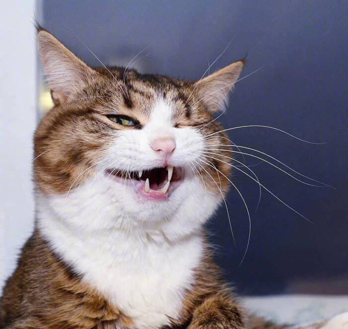 搞怪的猫咪
