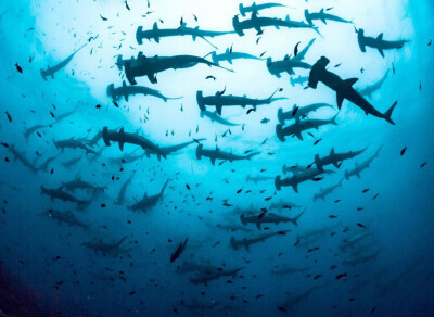 数百条双髻鲨(hammerhead shark)在海中游弋,厄瓜多尔加拉帕戈斯国家