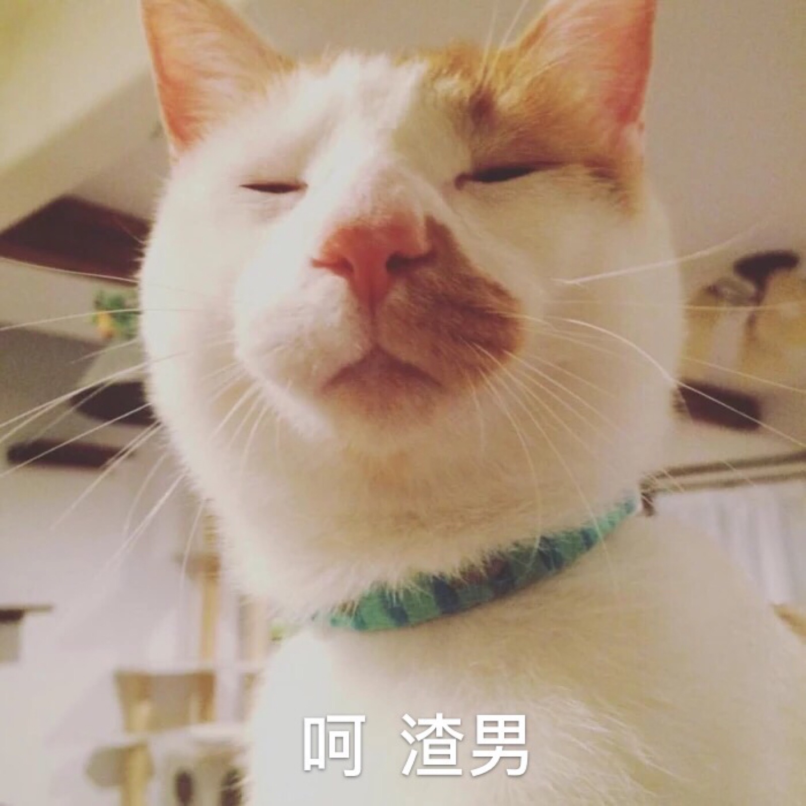 呵 渣女 猫猫 猫表情包 呼呼哈嘿