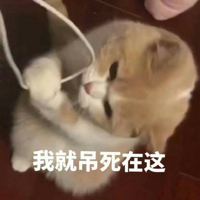 呵 渣女 猫猫 猫表情包 呼呼哈嘿