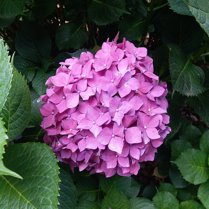 无尽夏,绣球花,八仙花,花海