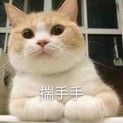 猫猫表情包