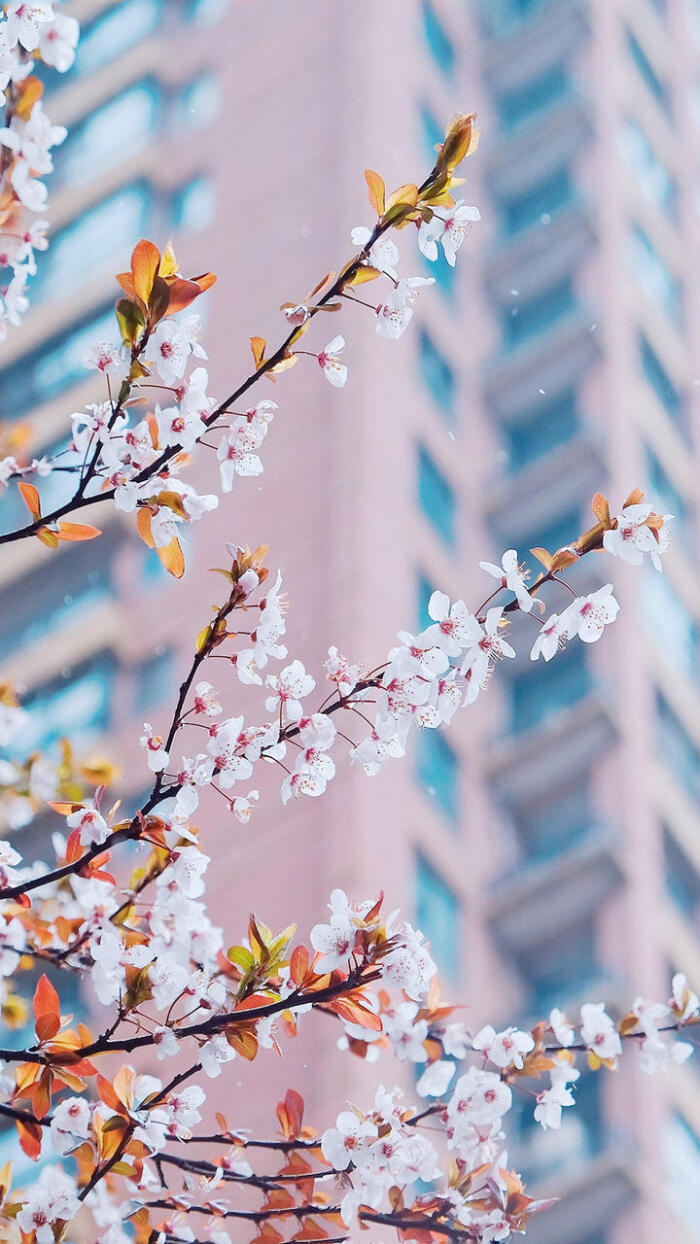 浪漫樱花