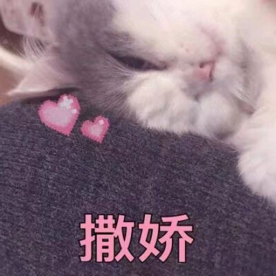 猫咪狗狗老鼠鸭子表情包可爱蠢萌套路小表情大表情打电话表情包小猪