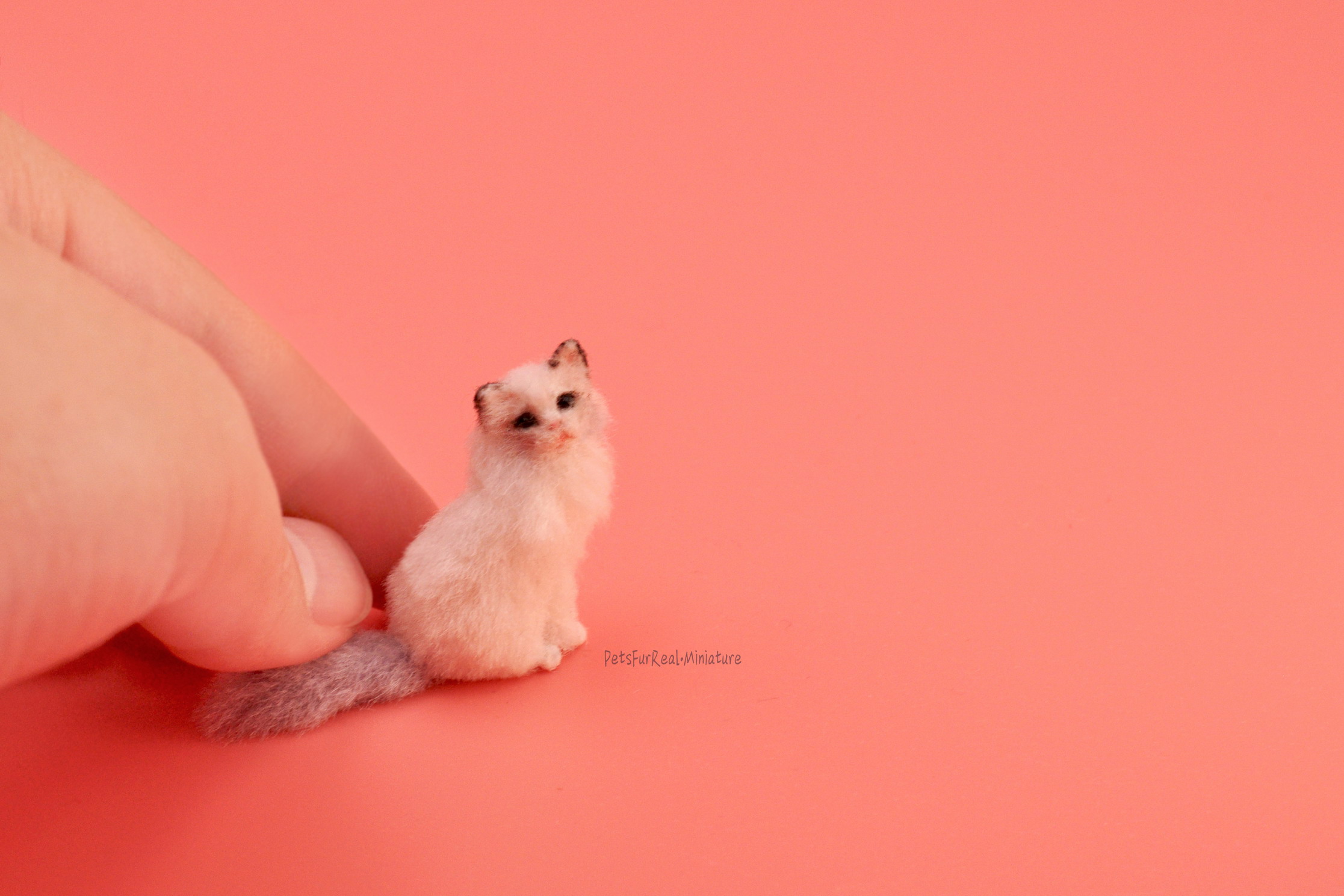 世界最小mini布偶猫,只有3厘米高