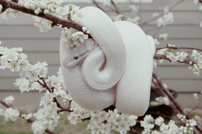 纯洁无暇的白蛇和五彩斑斓的黑蛇…太可爱了想看它俩的拟人!