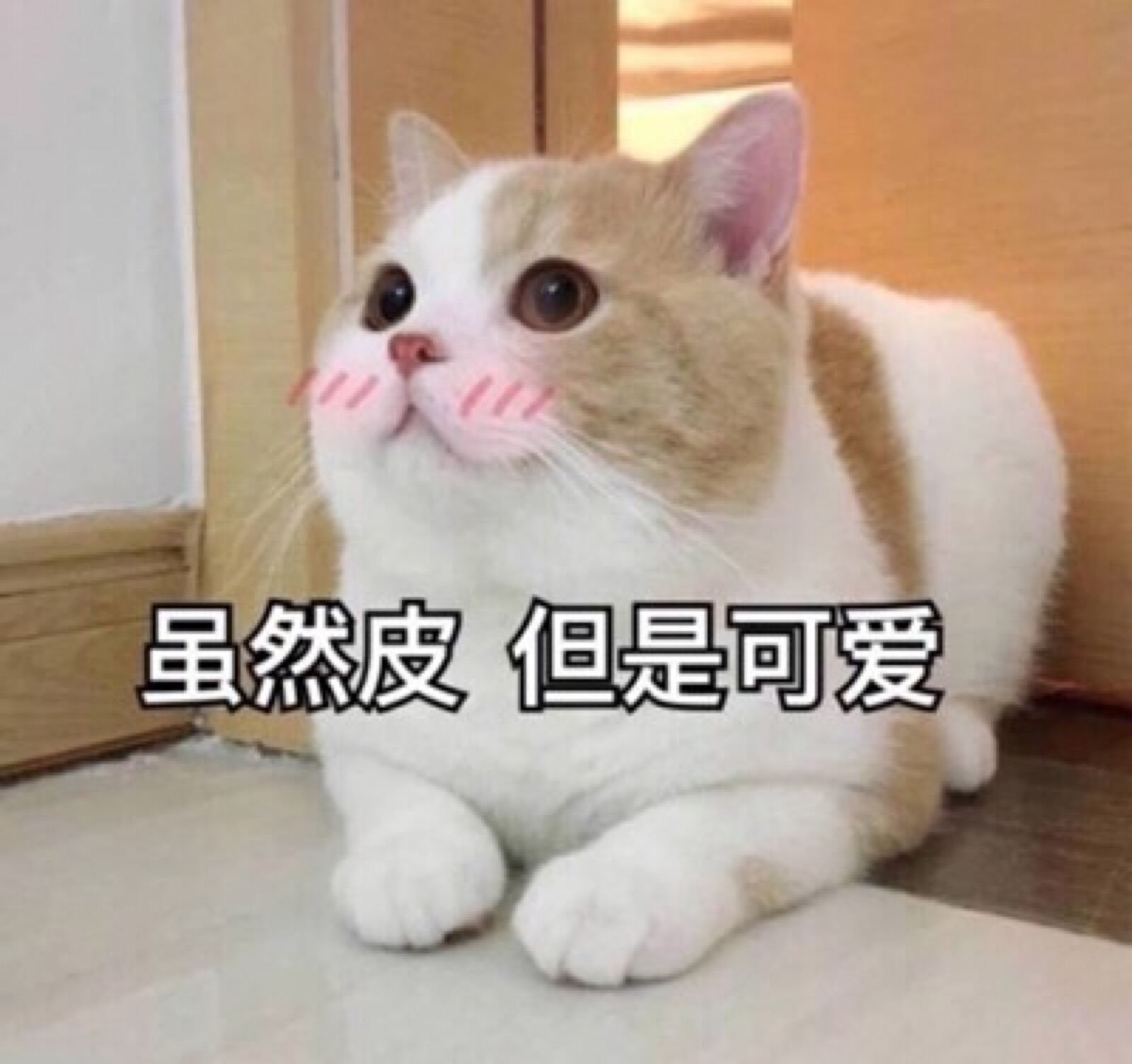 猫咪 可爱表情包