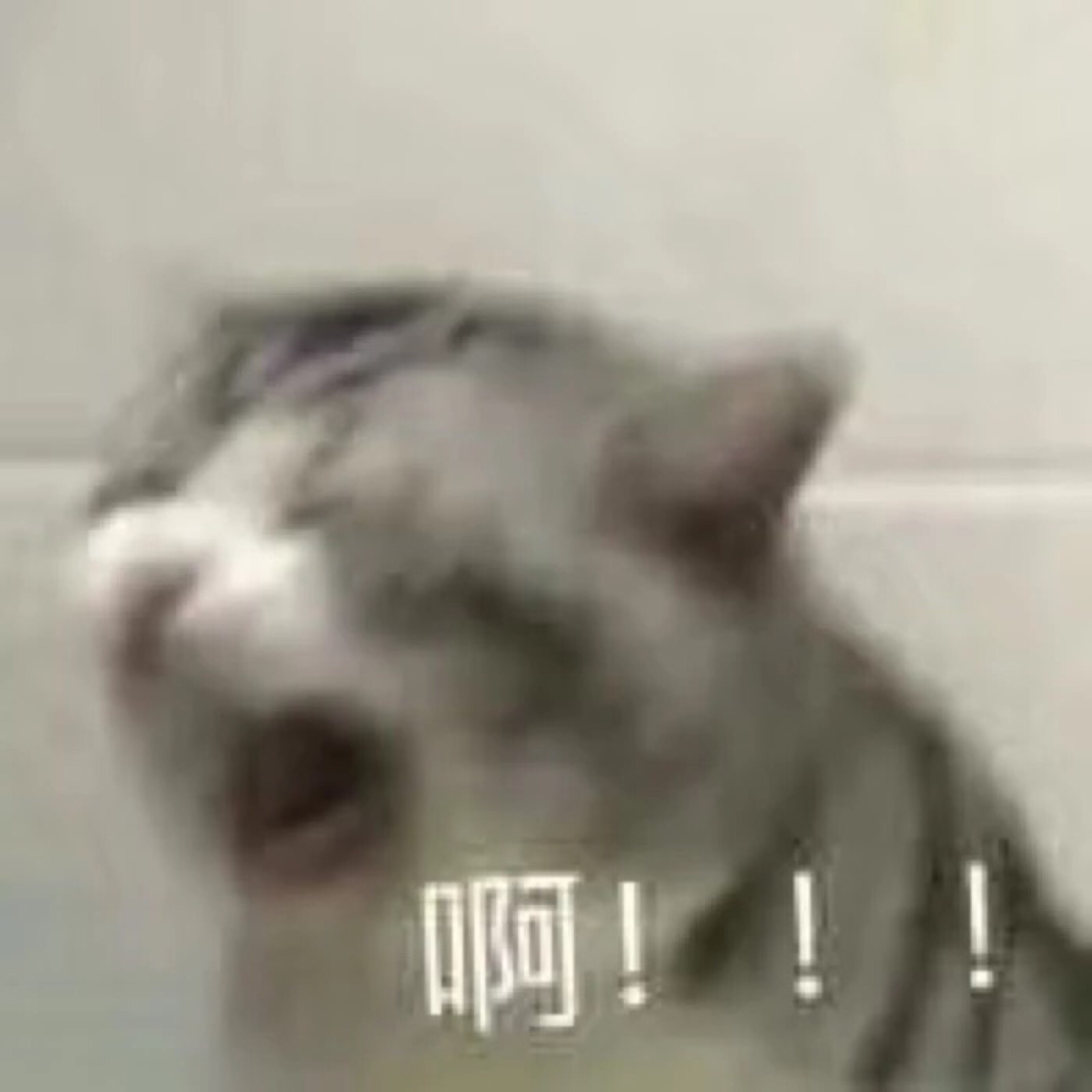 沙雕表情包