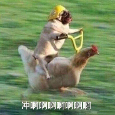 今日份沙雕表情包