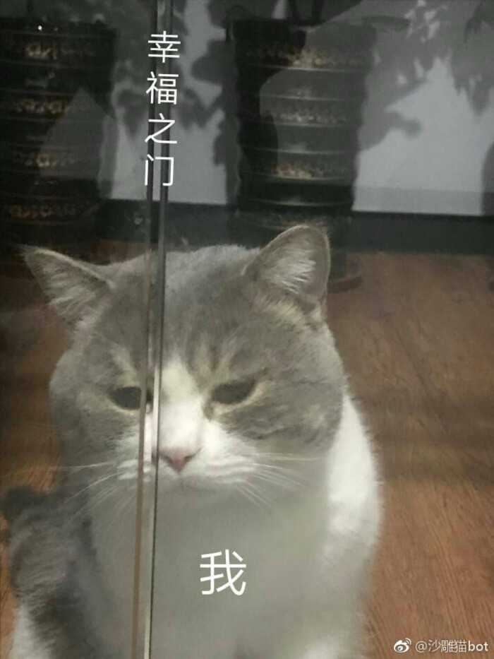 被困在幸福的门外 猫表情包