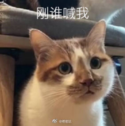 黑猫表情包